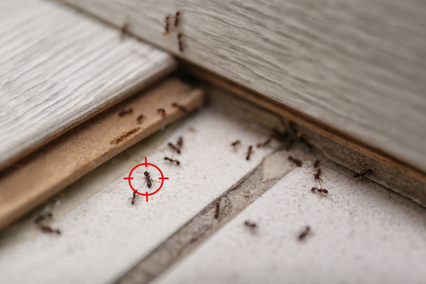 Best Cockroach Control Services  in Parsons, TN