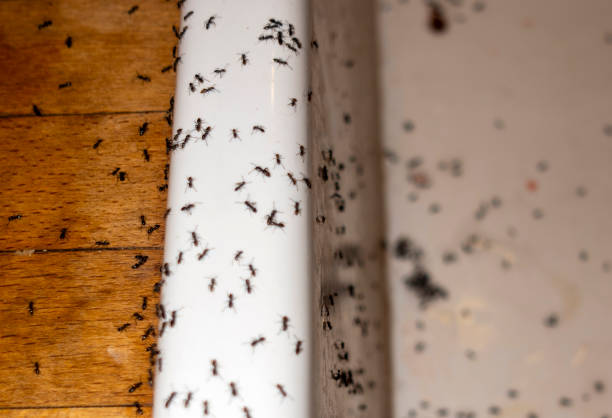  Parsons, TN Pest Control Pros